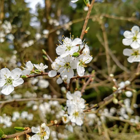 Haus 187 Freilingen Blankenheim (North Rhine-Westphalia)