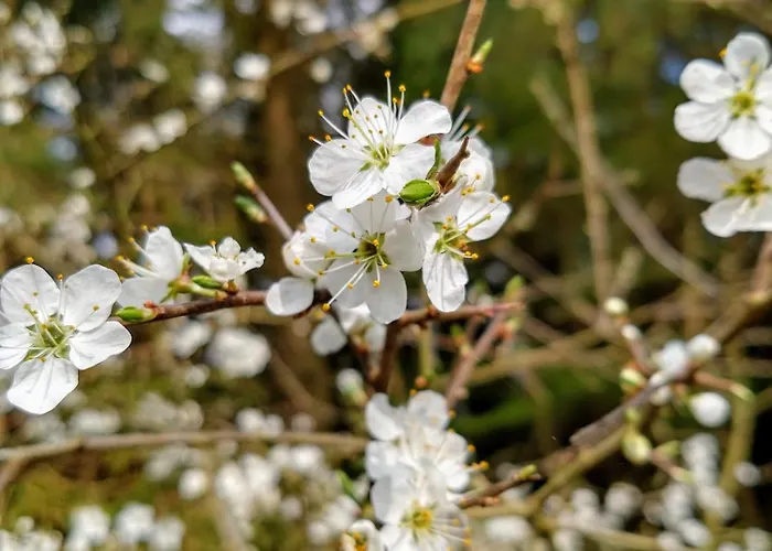 Haus 187 Freilingen Blankenheim (North Rhine-Westphalia)